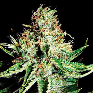 Auto Sweet Cream XXL. Graines d'experts