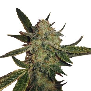 Auto White Widow fem. Nirvana