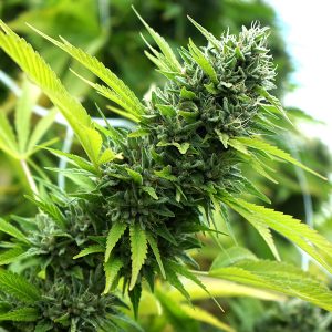 Banana Sapphire fem. Organisation des semences de Humboldt