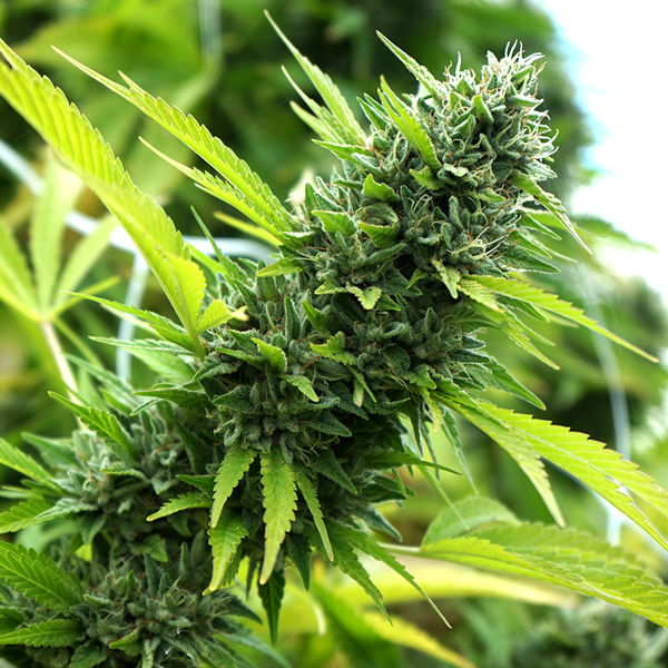 Banana-Sapphire-3-ud-Humboldt-Seed-Organization.jpg Banana-Sapphire-3-ud-Humboldt-Seed-Organization.jpg