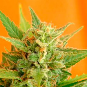 Big Band fem. Kannabia Seeds