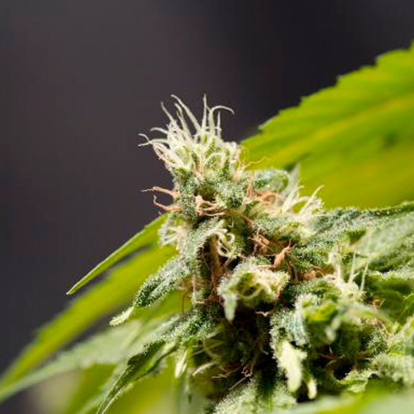 Big-Bull-3-u-fem-Kannabia-Seeds.jpg Big-Bull-3-u-fem-Kannabia-Seeds.jpg