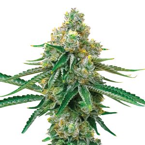 Blackjack fem. Nirvana