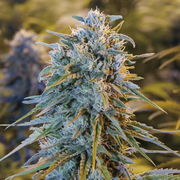 Blue-Dream-3-ud-Humboldt-Seed-Organisation.jpg Blue-Dream-3-ud-Humboldt-Seed-Organisation.jpg