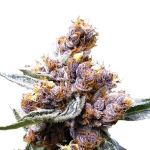 Myrtille femelle Nirvana