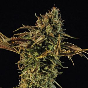 Bandeau de myrtilles fem. Organisation des semences de Humboldt