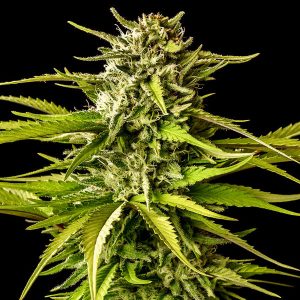 Brake-up Cake fem. Kannabia Seeds