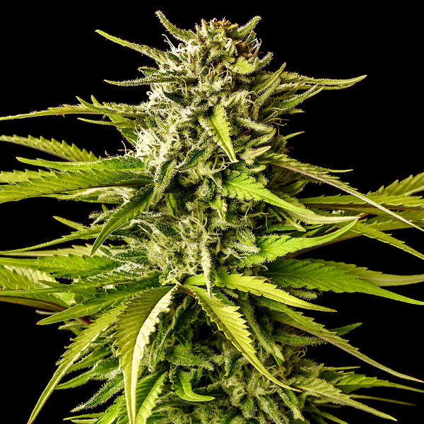 Brake-up-Cake-1-u-fem-Kannabia-Seeds.jpg Brake-up-Cake-1-u-fem-Kannabia-Seeds.jpg
