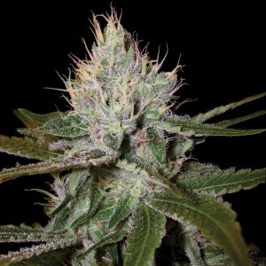 Cannalope Haze fem. Cannalope Haze