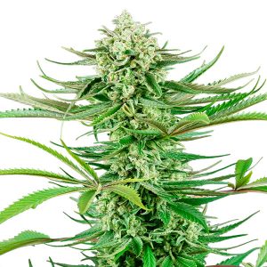 Cashew Kush fem. Sensi Seeds Research