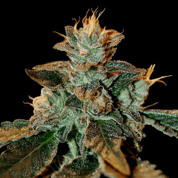 Catarac-kush-5-u-fem-ADN-Génétique.jpg Catarac-kush-5-u-fem-ADN-Génétique.jpg