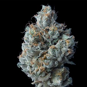 Gâteau Challah fem. ADN génétique