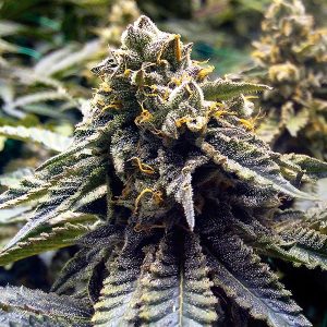 Chocolat Menthe Og 2.0 fem. Organisation de semences Humboldt