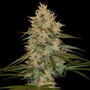 Chocolope Kush fem. Chocolope Kush