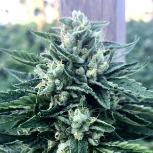 Cinnamon Buddha fem. Organisation des semences de Humboldt