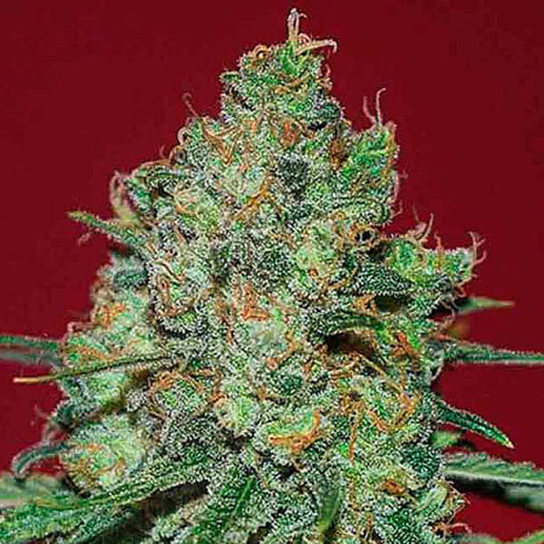 Clinical-White-CBD-1-u-fem-Expert-Seeds.jpg Clinical-White-CBD-1-u-fem-Expert-Seeds.jpg