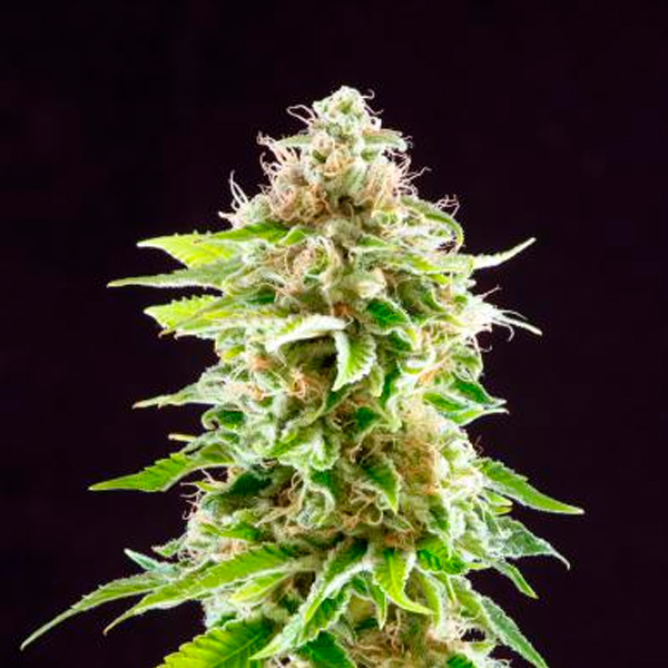 Cookies-Haze-1-u-fem-Kannabia-Seeds.jpg Cookies-Haze-1-u-fem-Kannabia-Seeds.jpg