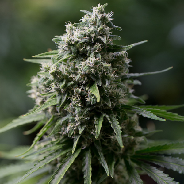 Critical-20-25-ud-Silent-Seeds.jpg Critical-20-25-ud-Silent-Seeds.jpg