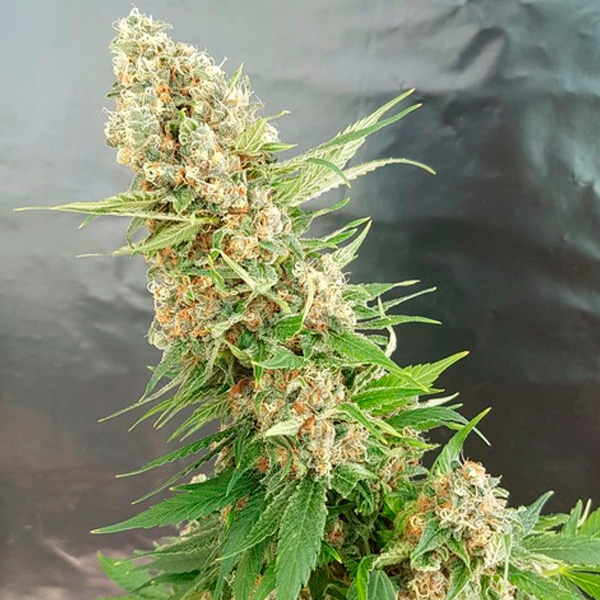 Critical-Gorilla-1-u-fem-Expert-Seeds.jpg Critical-Gorilla-1-u-fem-Expert-Seeds.jpg