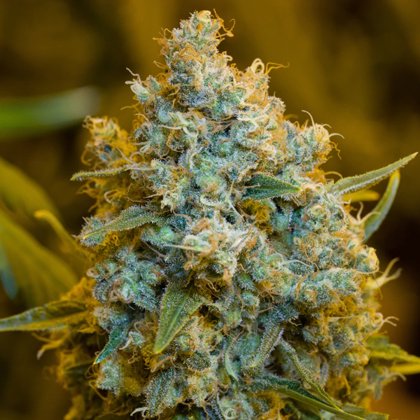 Critical-Jack-3-ud-Silent-Seeds.jpg Critical-Jack-3-ud-Silent-Seeds.jpg