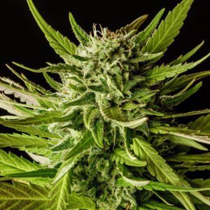 Dosidos fem. Kannabia Seeds