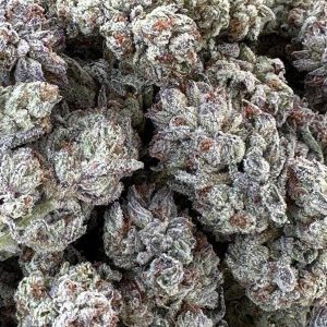 Bandeau Double Fire fem. Organisation des semences de Humboldt