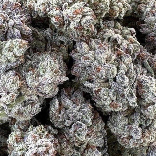 Double-Fire-Headband-3-ud-Humboldt-Seed-Organization.jpg Double-Fire-Headband-3-ud-Humboldt-Seed-Organization.jpg