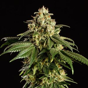 Dream Sherbet. Kannabia Seeds