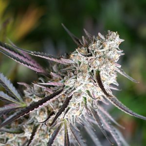 Florida Gaspack fem. Organisation des semences de Humboldt