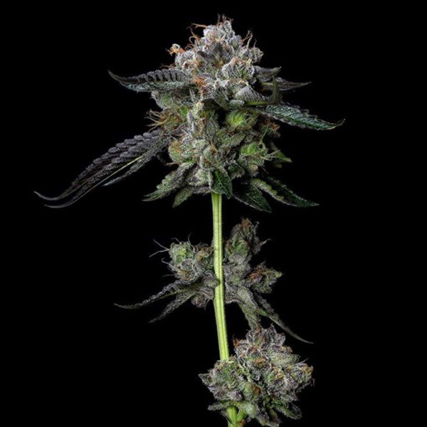 Four-Prophets-5-u-fem-DNA-Genetics.jpg Four-Prophets-5-u-fem-DNA-Genetics.jpg