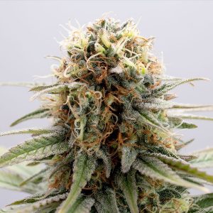 GSC fem. Kannabia Seeds