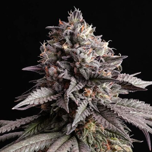 Gelato-K-1-u-fem-Kannabia-Seeds.jpg Gelato-K-1-u-fem-Kannabia-Seeds.jpg