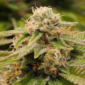 Gorilla Breath fem. Organisation des semences de Humboldt