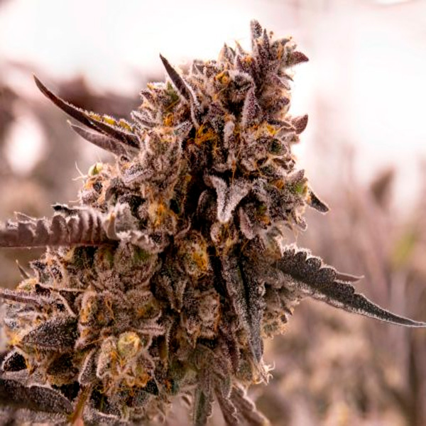 Gorilla-Cookies-1-u-fem-Expert-Seeds.jpg Gorilla-Cookies-1-u-fem-Expert-Seeds.jpg