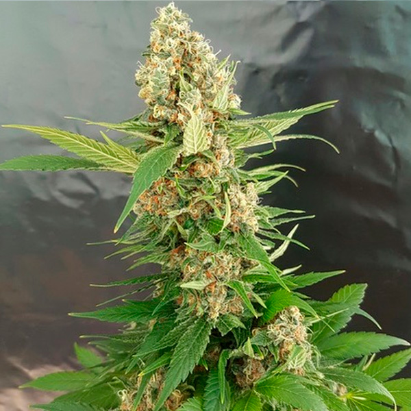 Gorilla-Ice-Cream-1-u-fem-Expert-Seeds.jpg Gorilla-Ice-Cream-1-u-fem-Expert-Seeds.jpg
