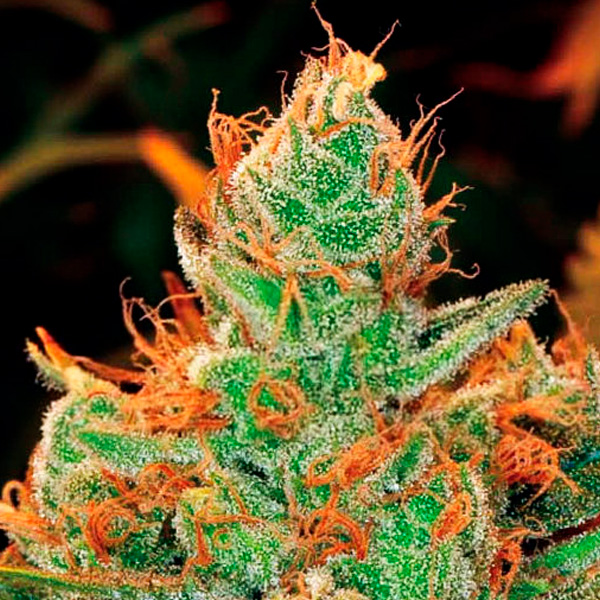 Gorilla-Lilly-1-u-fem-Expert-Seeds.jpg Gorilla-Lilly-1-u-fem-Expert-Seeds.jpg