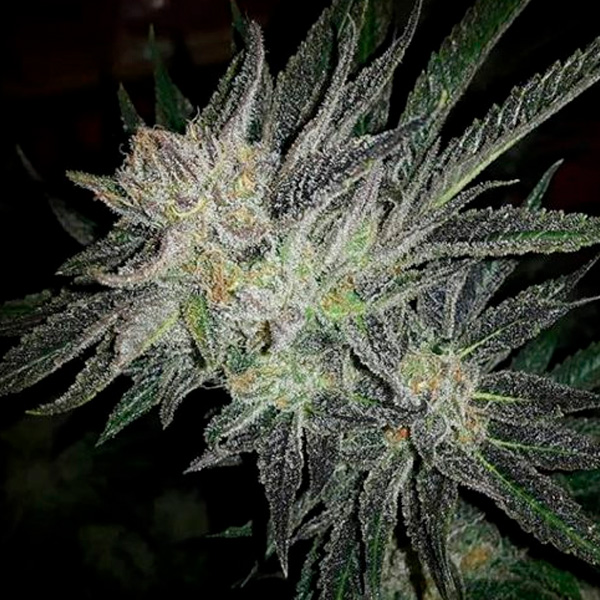 Gorilla-White-Widow-1-u-fem-Expert-Seeds.jpg Gorilla-White-Widow-1-u-fem-Expert-Seeds.jpg