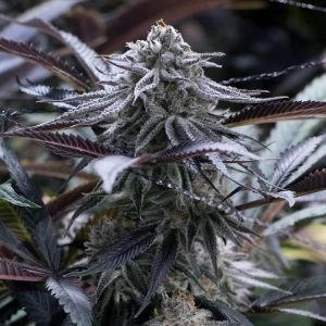 Jus de raisin fem. Graines silencieuses