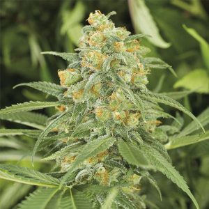 Green Crack 2.0 fem. Organisation des semences de Humboldt