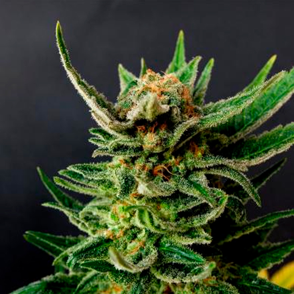Gypsy-Kush-1-u-fem-Kannabia-Seeds.jpg Gypsy-Kush-1-u-fem-Kannabia-Seeds.jpg