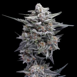 HG23 - Michael Jordan fem. ADN Génétique