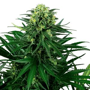 Honey Melon Kush fem. Sensi Seeds Research