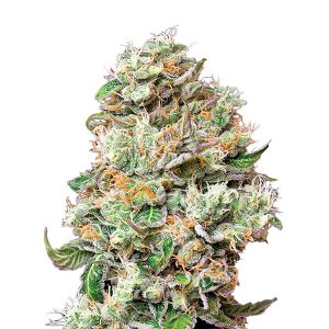 Jock Horror fem. The Sativa SeedBank