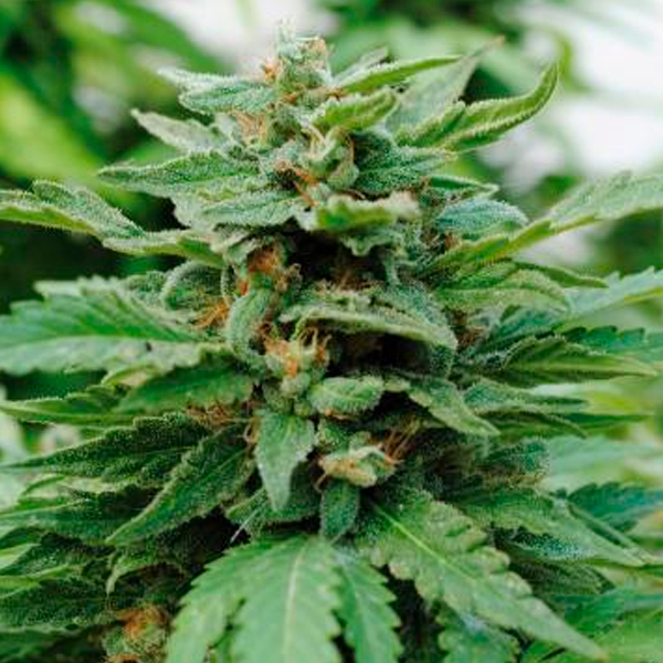 Karibbean-Mango-1-u-fem-Kannabia-Seeds.jpg Karibbean-Mango-1-u-fem-Kannabia-Seeds.jpg