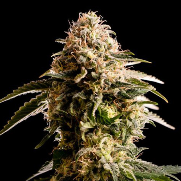 Kiss-1-u-fem-Kannabia-Seeds.jpg Kiss-1-u-fem-Kannabia-Seeds.jpg