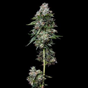 Kosher Kush fem. Génétique ADN