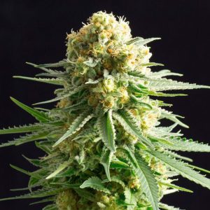 Kritikal - K fem. Kannabia Seeds