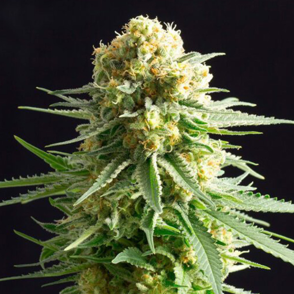 Kritikal-K-1-u-fem-Kannabia-Seeds.jpg Kritikal-K-1-u-fem-Kannabia-Seeds.jpg