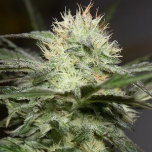 Lemon Sorbet fem. Silent Seeds