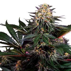 Lockdown Kush fem. Sensi Seeds Research